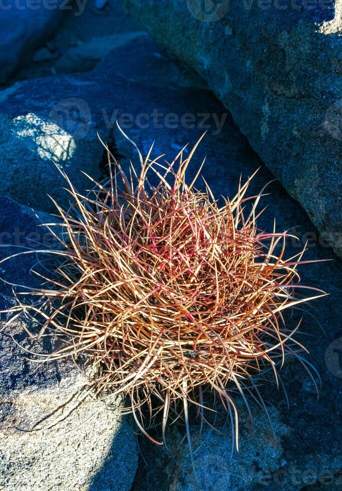 Desert barrel cactus Ferocactus cylindraceus - a cactus with red spines growing in a rock crack in the desert in Joshua Tree National Park, California photo