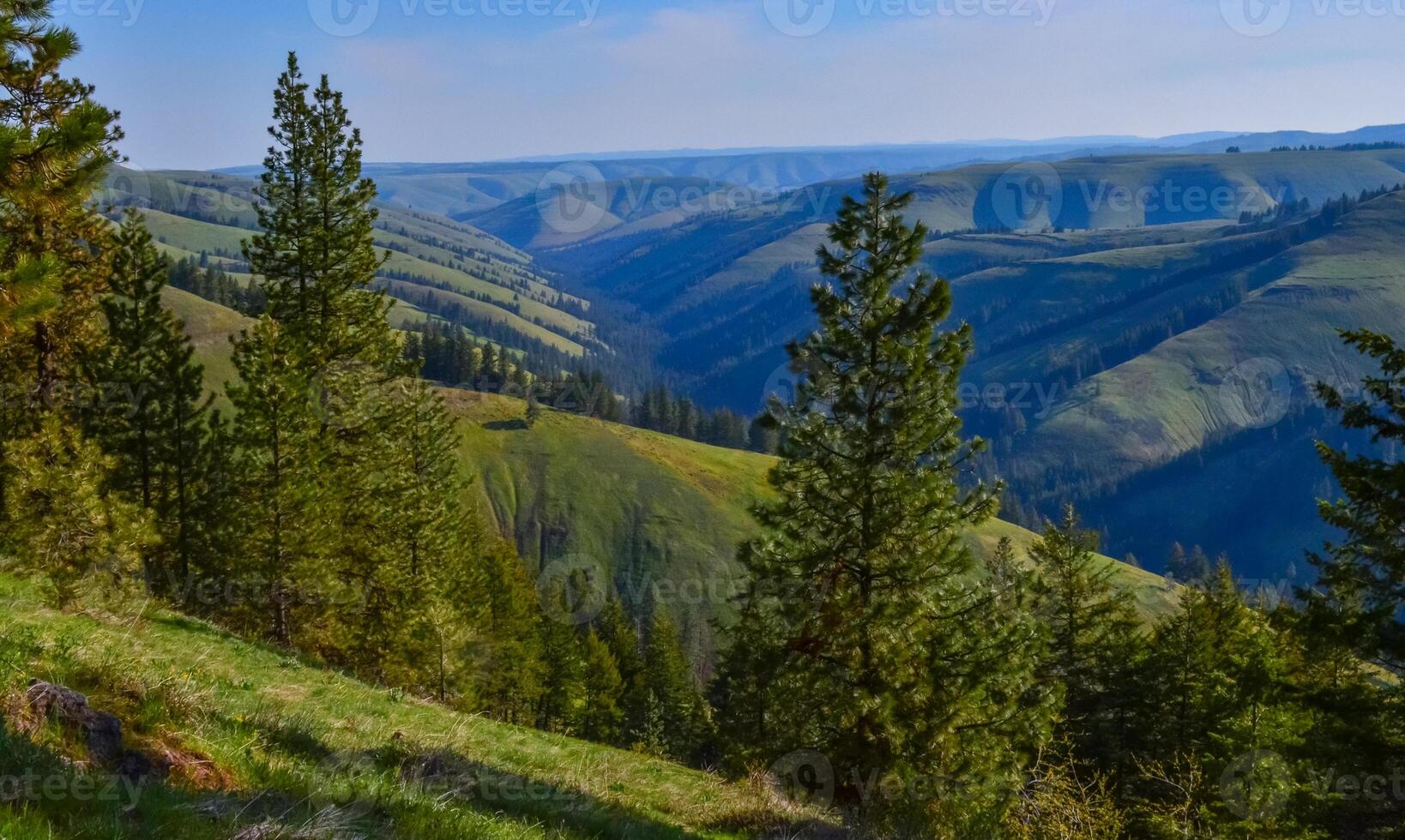 The landscape, blooming green hills overgrown with single trees and wild plants. Oregon, US photo
