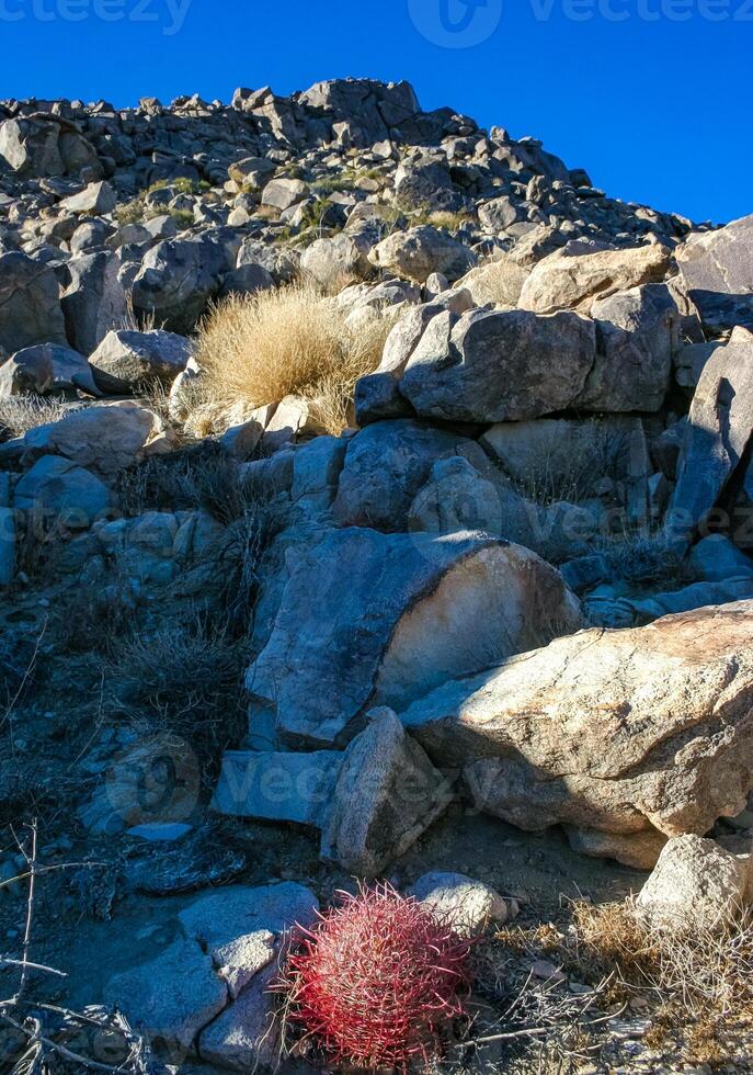 Desert barrel cactus Ferocactus cylindraceus - a cactus with red spines growing in a rock crack in the desert in Joshua Tree National Park, California photo