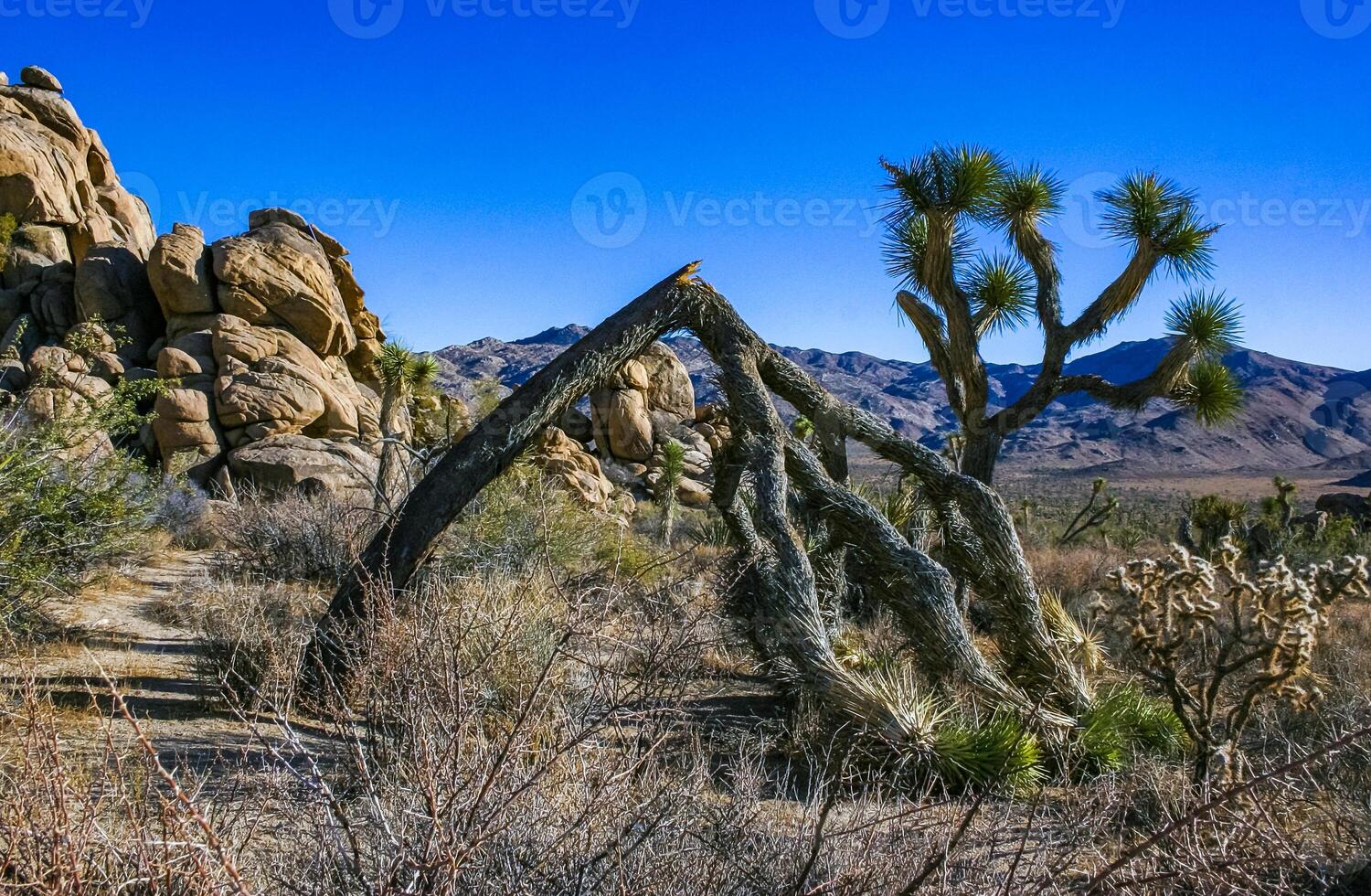Rock landscape, Yucca Brevifolia Mojave Desert Joshua Tree National Park, CA photo
