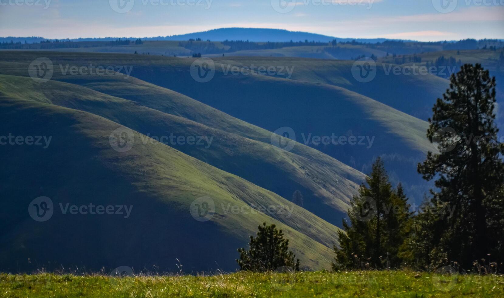 The landscape, blooming green hills overgrown with single trees and wild plants. Oregon, US photo