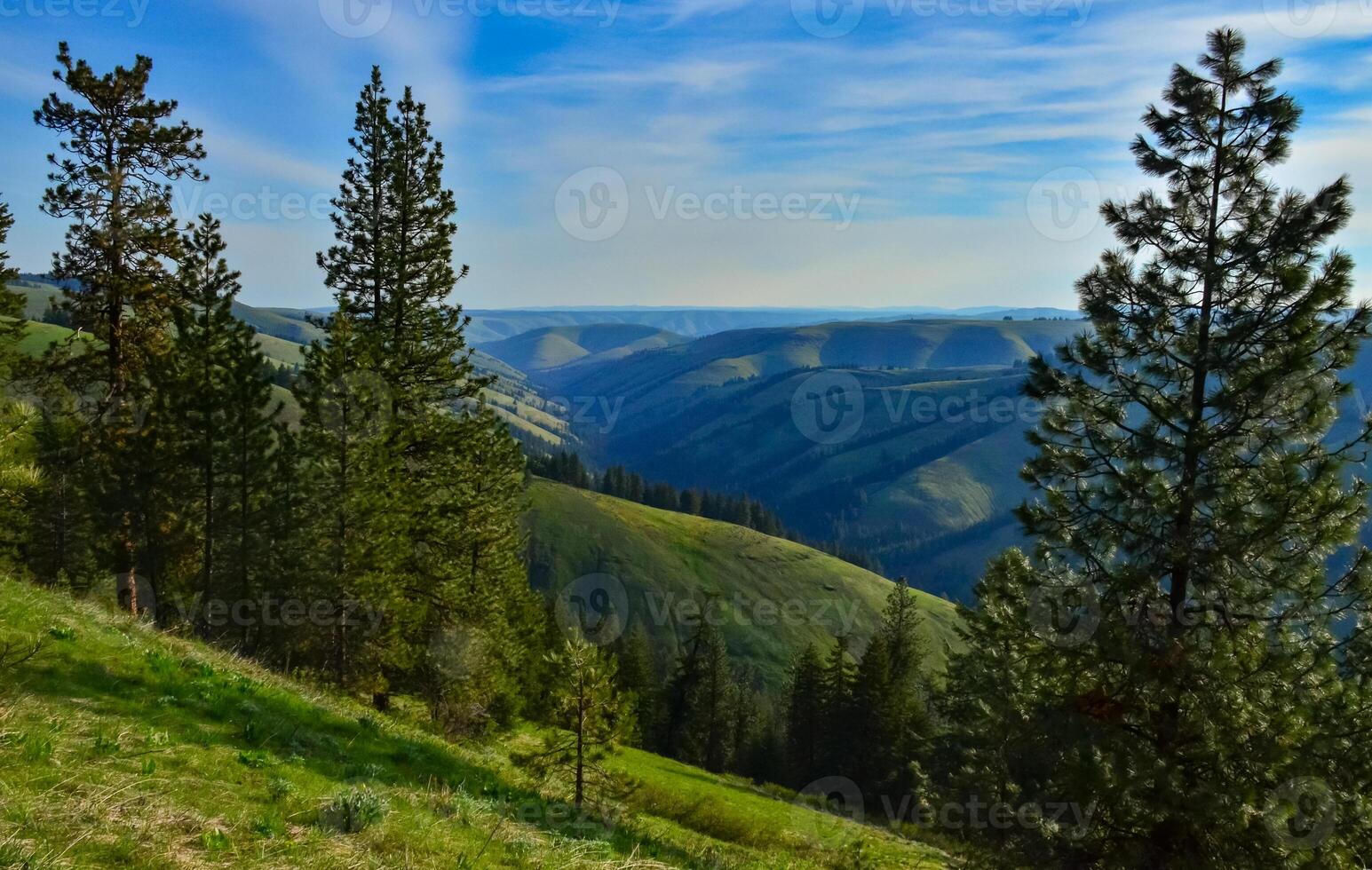 The landscape, blooming green hills overgrown with single trees and wild plants. Oregon, US photo