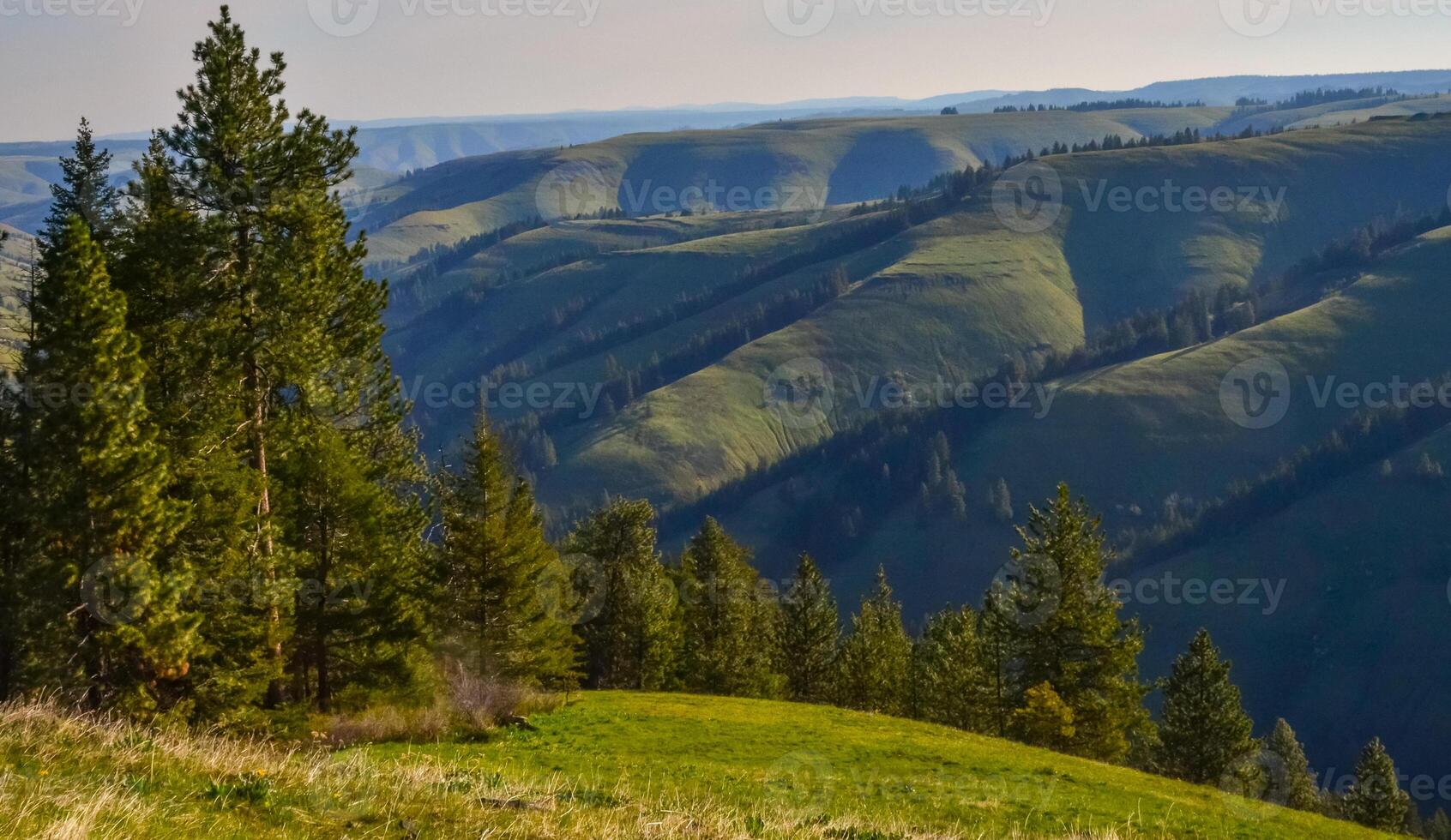 The landscape, blooming green hills overgrown with single trees and wild plants. Oregon, US photo