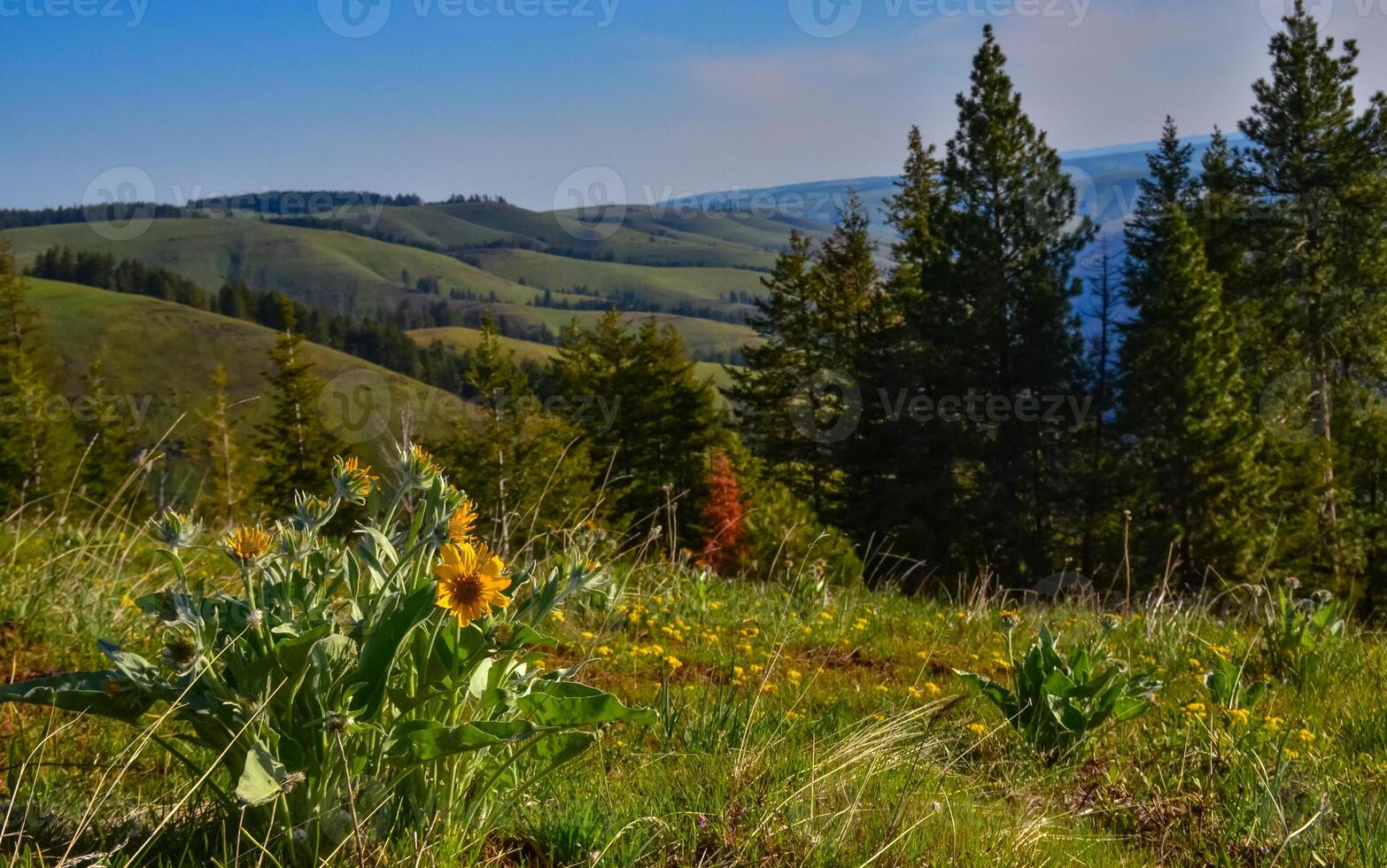 The landscape, blooming green hills overgrown with single trees and wild plants. Oregon, US photo