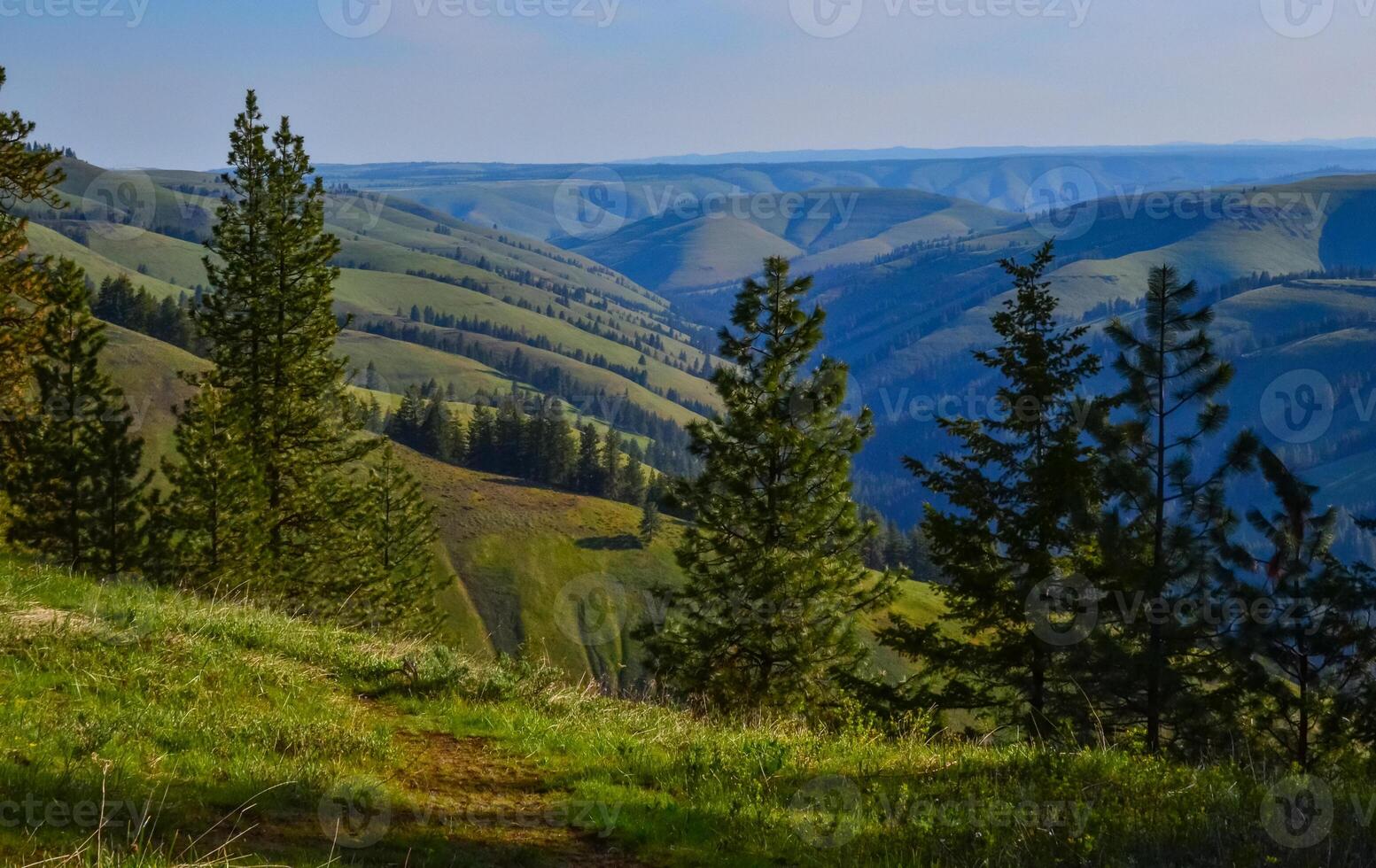 The landscape, blooming green hills overgrown with single trees and wild plants. Oregon, US photo