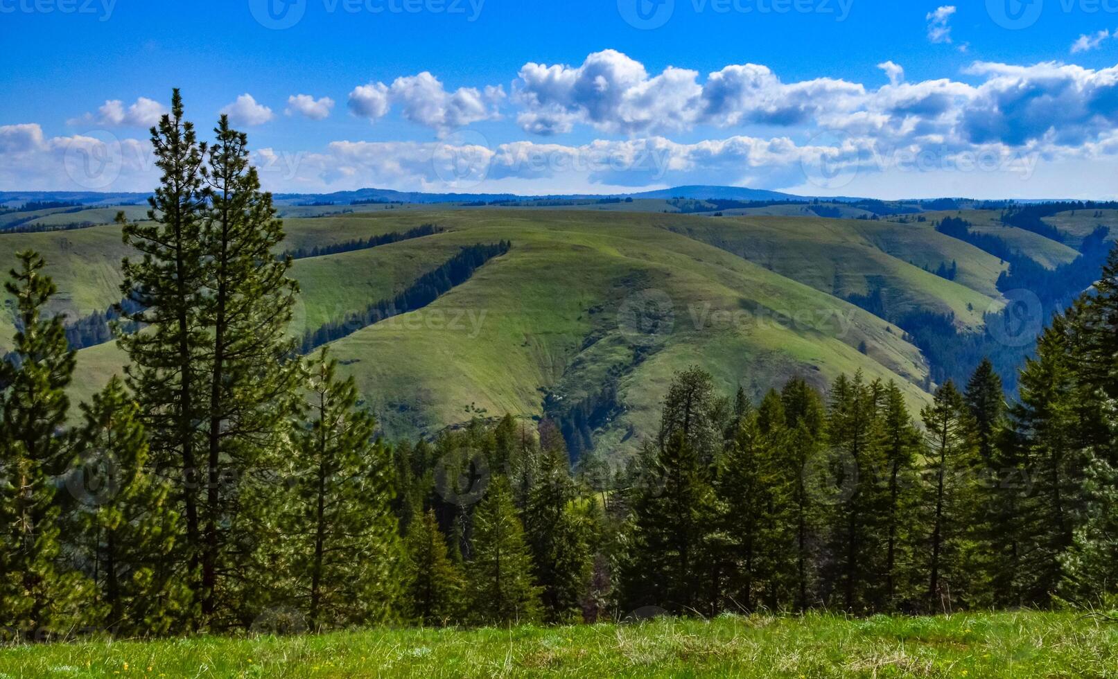 The landscape, blooming green hills overgrown with single trees and wild plants. Oregon, US photo