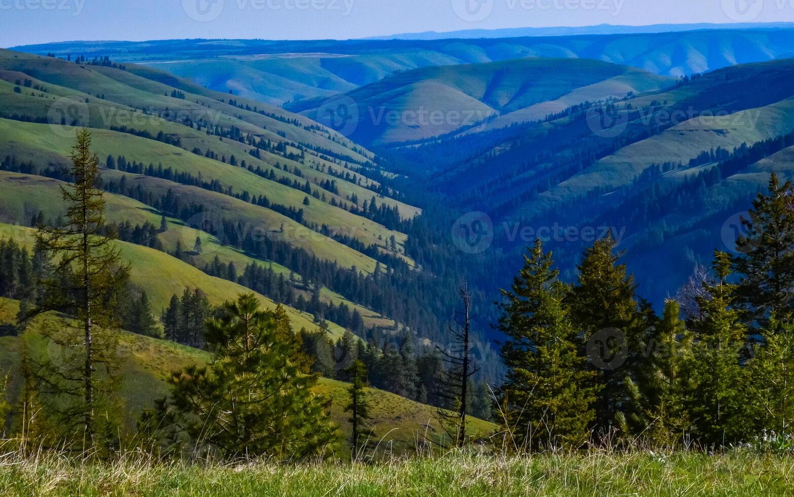 The landscape, blooming green hills overgrown with single trees and wild plants. Oregon, US photo