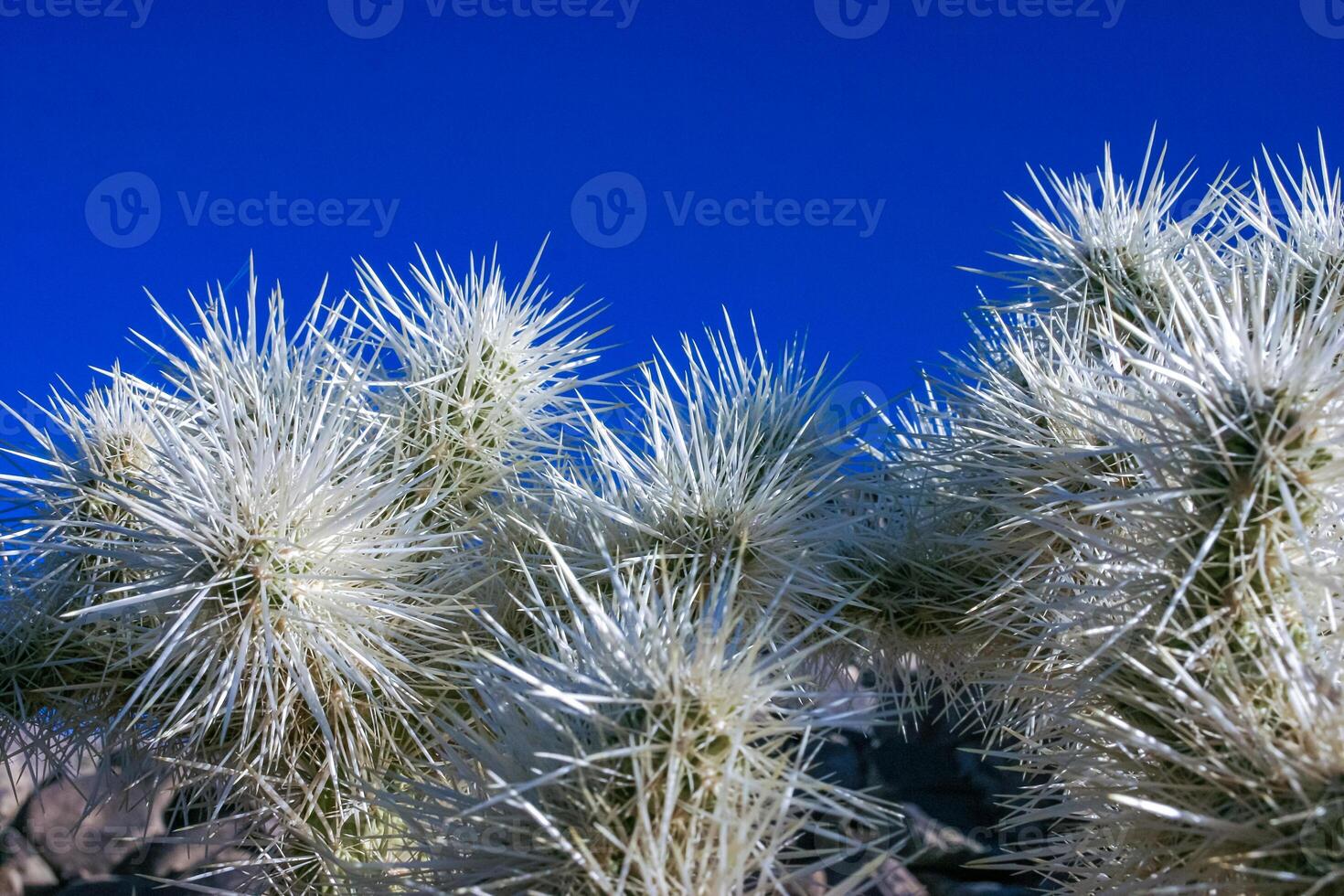 Cylindropuntia bigelovii - cactus shape with long silvery spines with rock desert near Joshua Tree NP photo