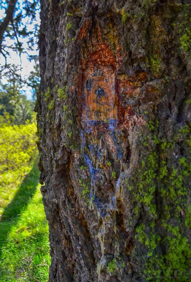 Pine tree resin originates from a damaged tree bark in Oregon, US photo