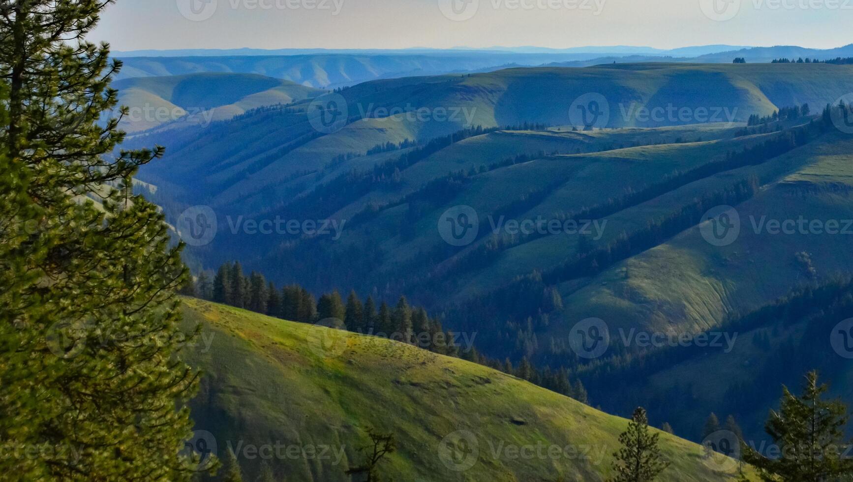 The landscape, blooming green hills overgrown with single trees and wild plants. Oregon, US photo