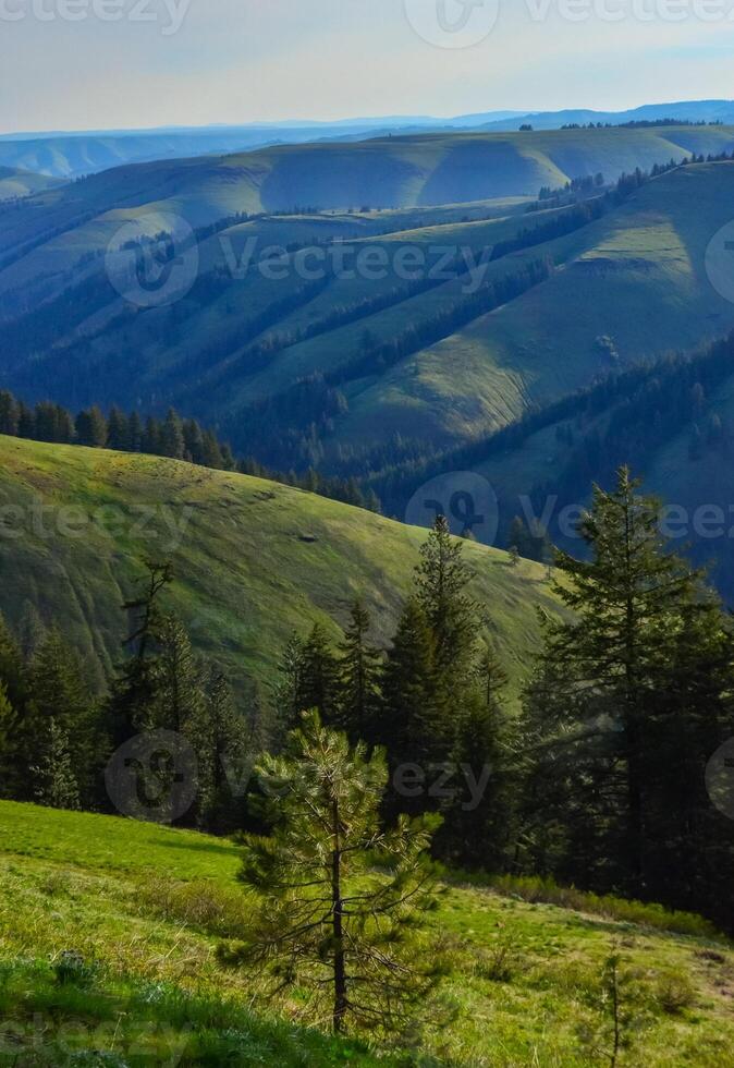 The landscape, blooming green hills overgrown with single trees and wild plants. Oregon, US photo