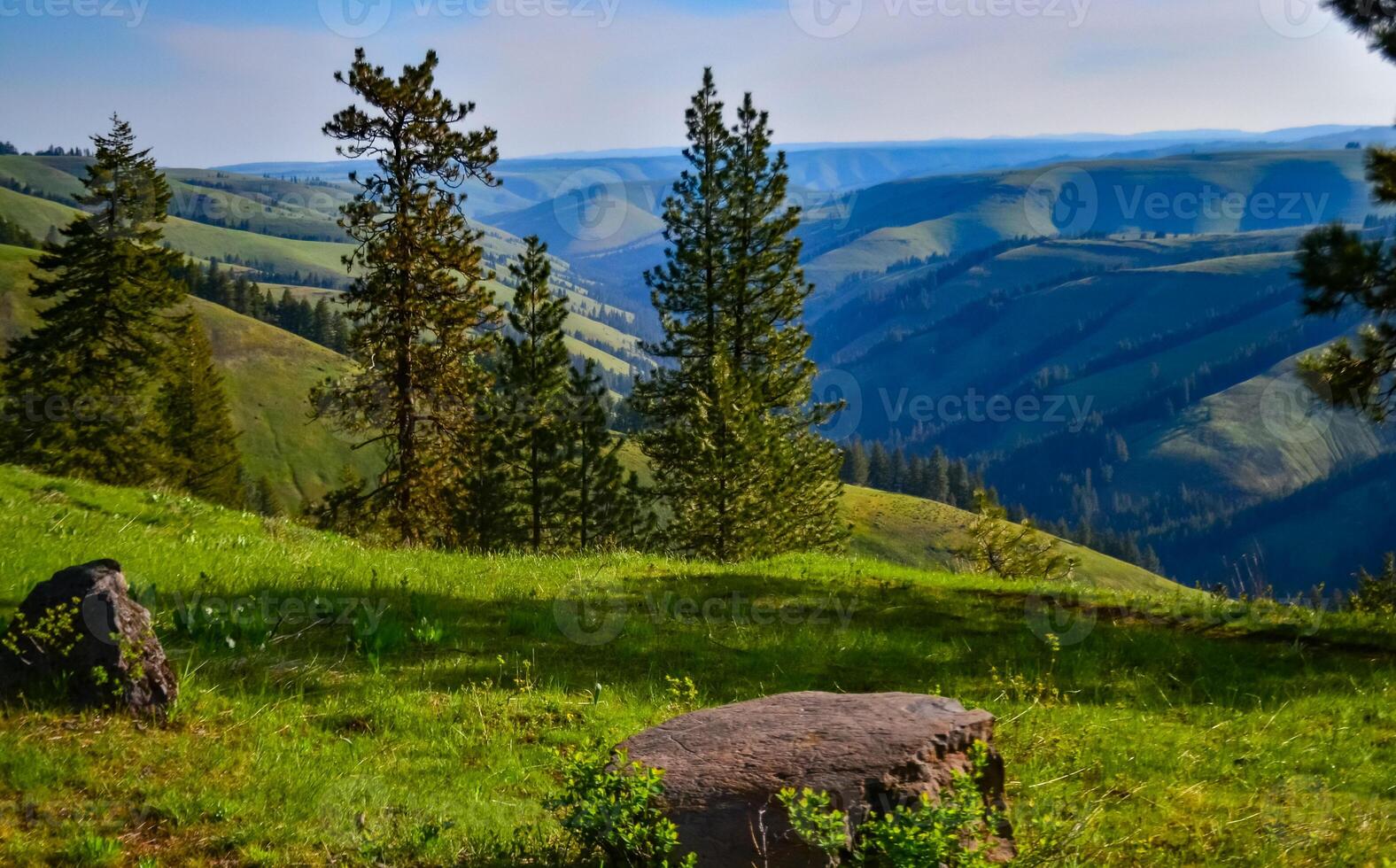 The landscape, blooming green hills overgrown with single trees and wild plants. Oregon, US photo