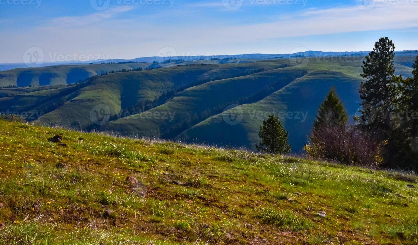 The landscape, blooming green hills overgrown with single trees and wild plants. Oregon, US photo