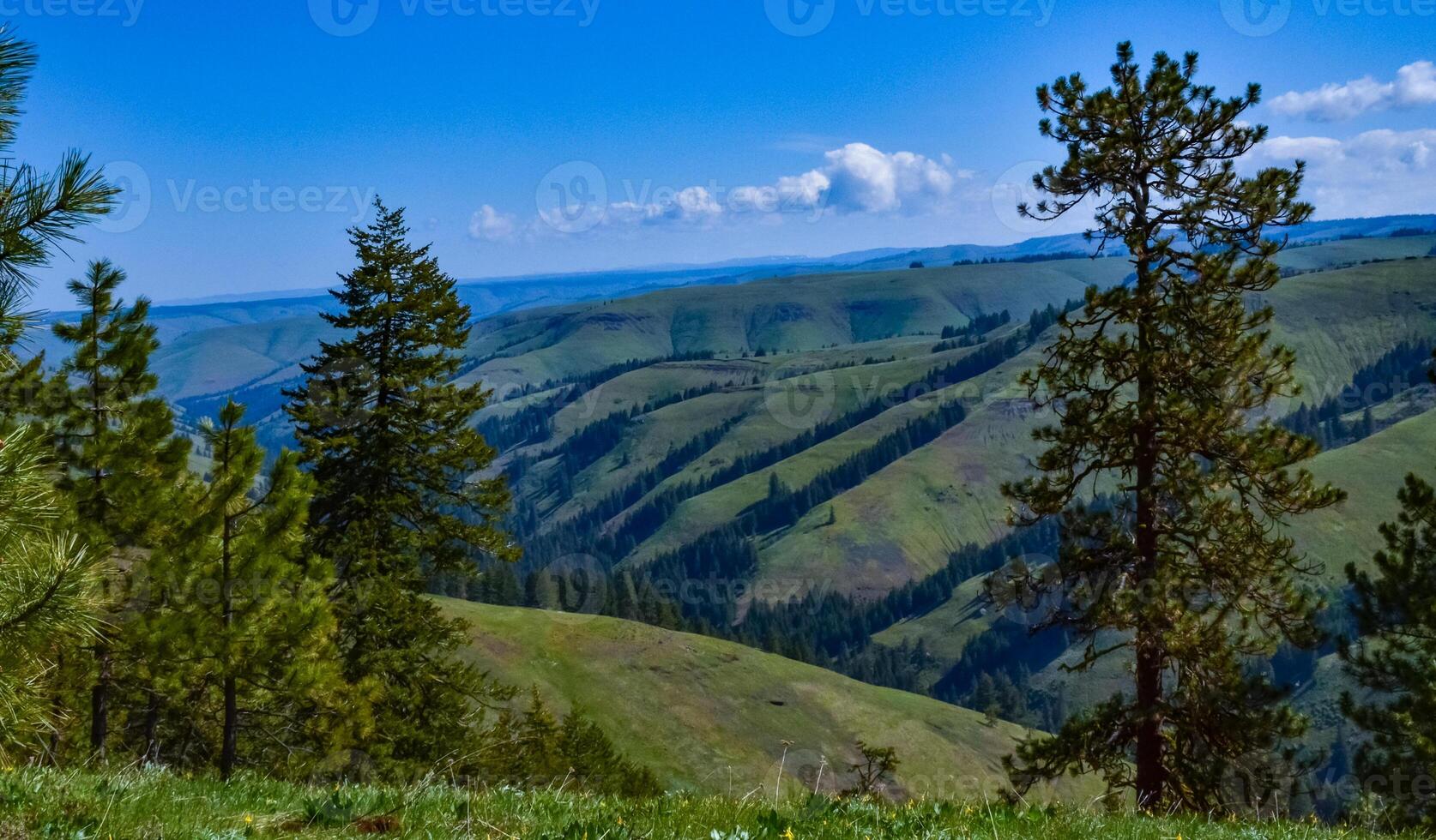 The landscape, blooming green hills overgrown with single trees and wild plants. Oregon, US photo