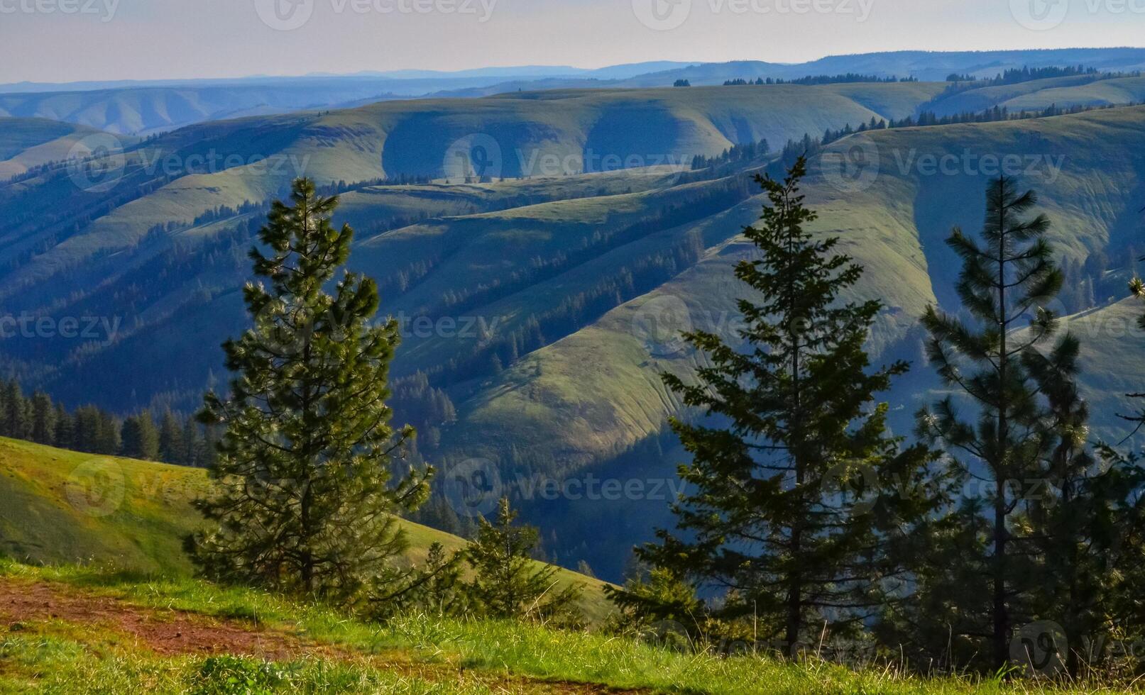 The landscape, blooming green hills overgrown with single trees and wild plants. Oregon, US photo