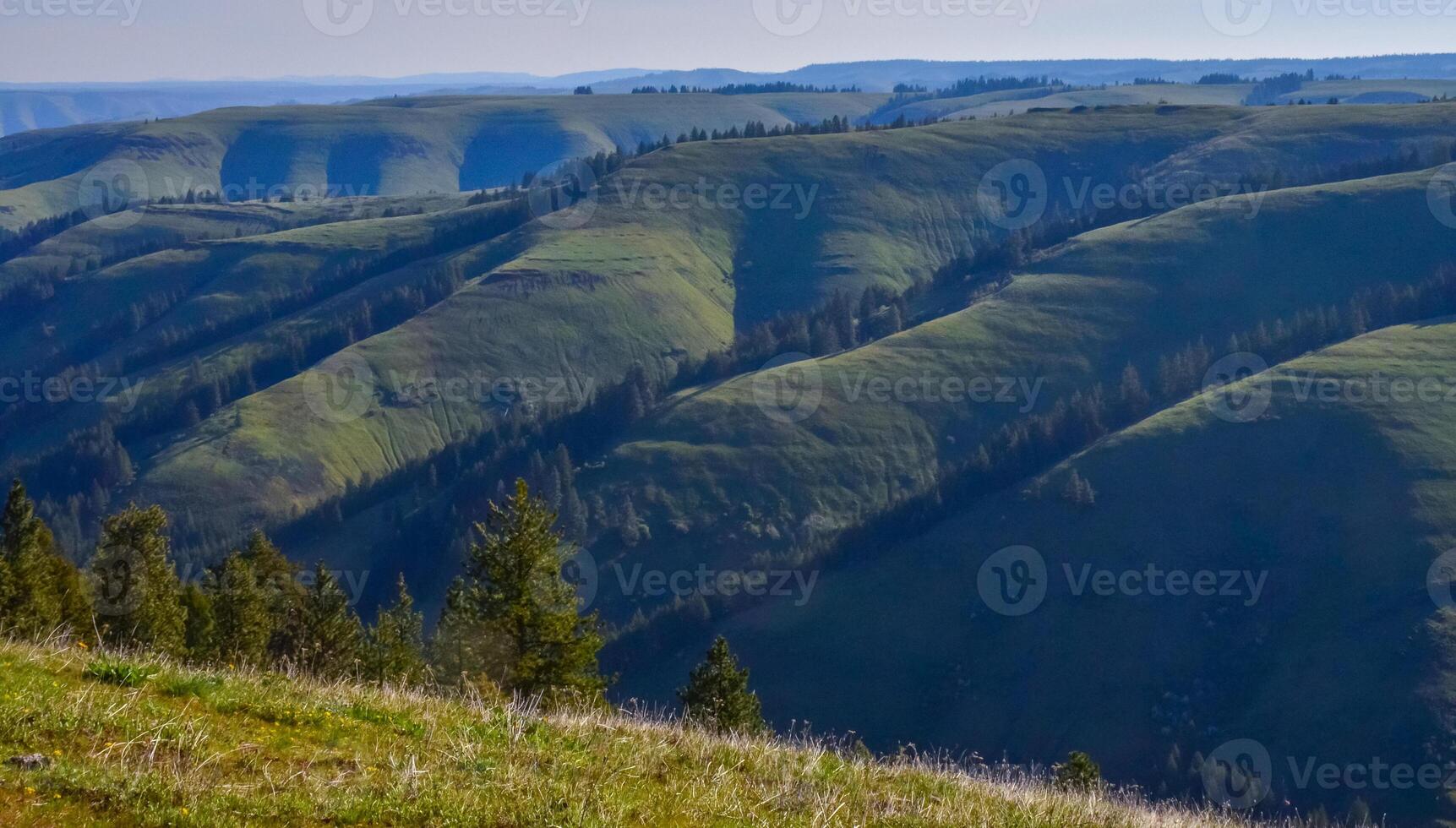 The landscape, blooming green hills overgrown with single trees and wild plants. Oregon, US photo