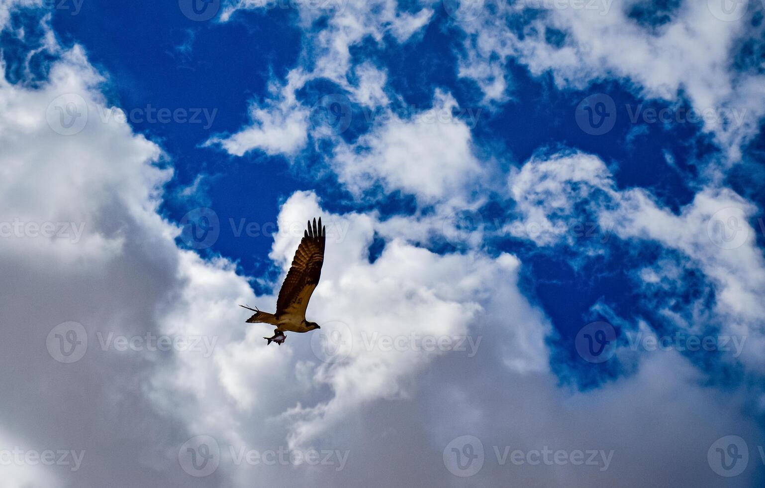A large bird of prey flies against the backdrop of clouds with fish in its paws in Utah, US photo