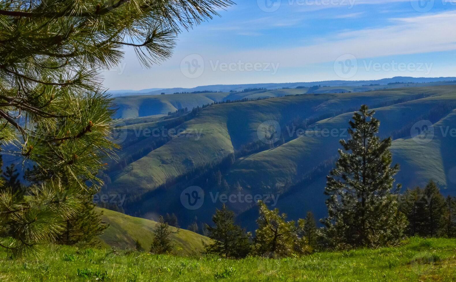 The landscape, blooming green hills overgrown with single trees and wild plants. Oregon, US photo