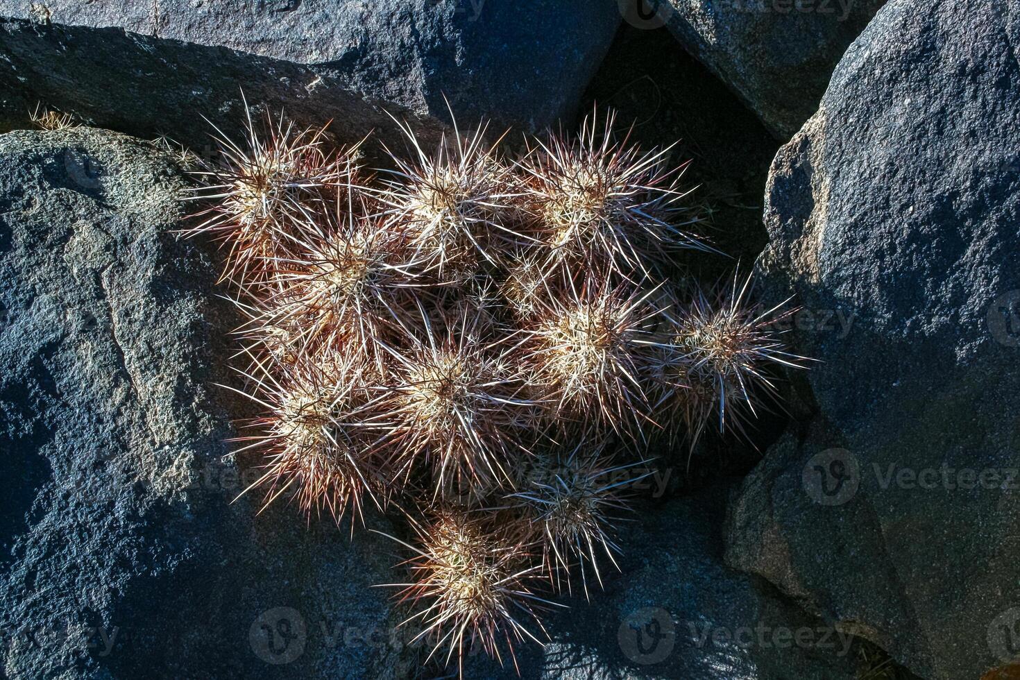 Strawberry hedgehog cactus Echinocereus engelmannii - a group of spiny cacti with long spines in a desert rock landscape of Joshua Tree NP, California photo