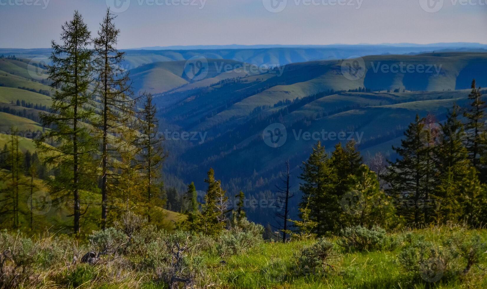The landscape, blooming green hills overgrown with single trees and wild plants. Oregon, US photo