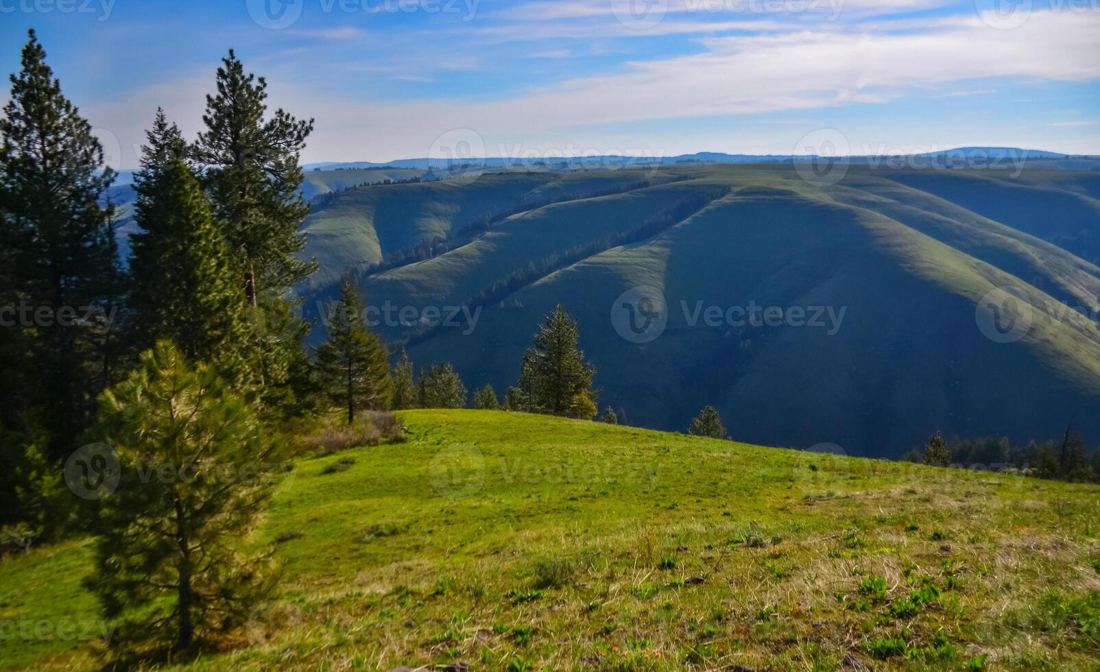 The landscape, blooming green hills overgrown with single trees and wild plants. Oregon, US photo