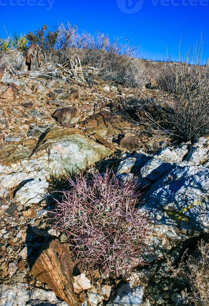 Cottontop Cactus Echinocactus polycephalus, cacti in the stone desert among the rocks, Mojave Desert Joshua Tree National Park, California photo