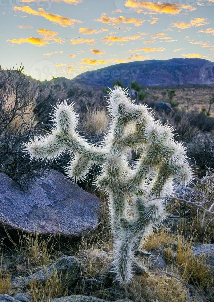 Cylindropuntia bigelovii - cactus shape with long silvery spines with rock desert near Joshua Tree NP photo