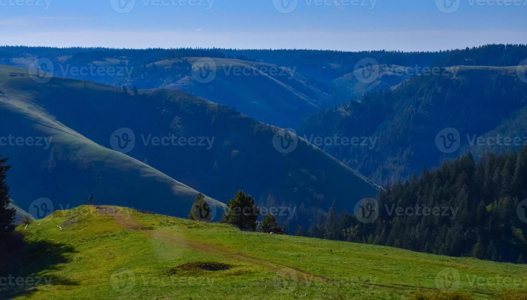 The landscape, blooming green hills overgrown with single trees and wild plants. Oregon, US photo