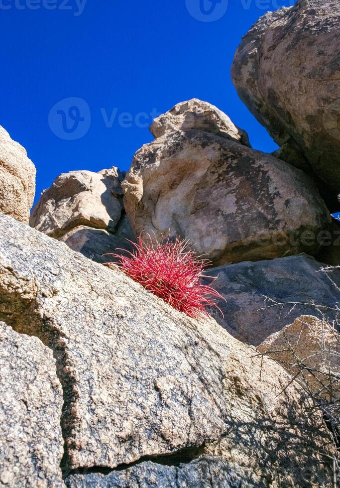 Desert barrel cactus Ferocactus cylindraceus - a cactus with red spines growing in a rock crack in the desert in Joshua Tree National Park, California photo
