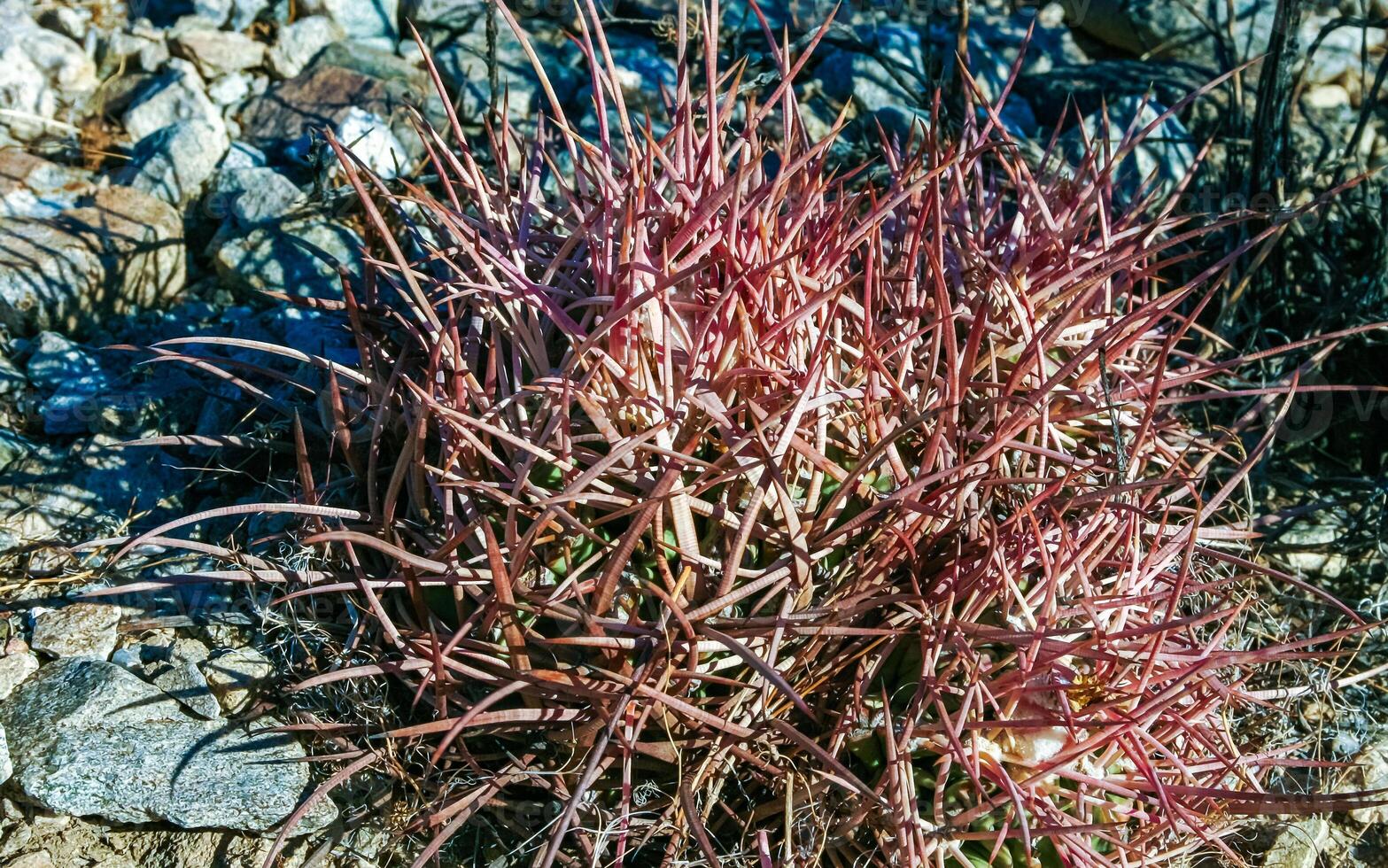 Cottontop Cactus Echinocactus polycephalus, cacti in the stone desert among the rocks, Mojave Desert Joshua Tree National Park, California photo