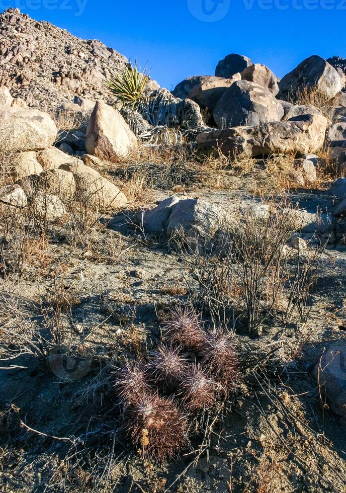 Strawberry hedgehog cactus Echinocereus engelmannii - a group of spiny cacti with long spines in a desert rock landscape of Joshua Tree NP, California photo