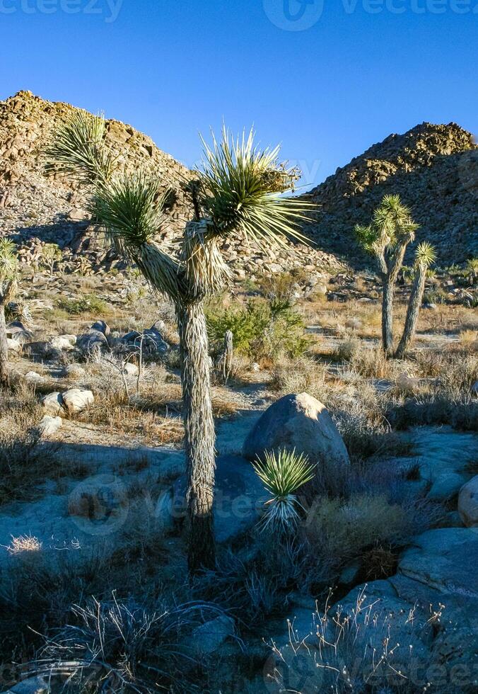 Rock landscape, Yucca Brevifolia Mojave Desert Joshua Tree National Park, CA photo