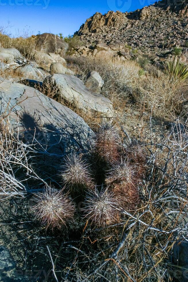 Strawberry hedgehog cactus Echinocereus engelmannii- a group of spiny cacti with long spines in a desert rock landscape of Joshua Tree NP, California photo
