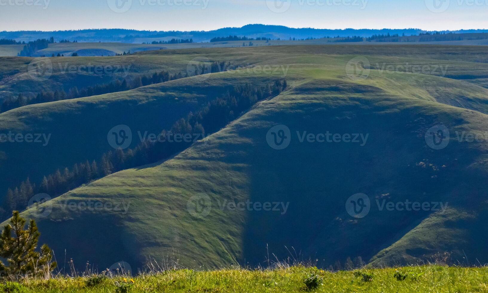 The landscape, blooming green hills overgrown with single trees and wild plants. Oregon, US photo