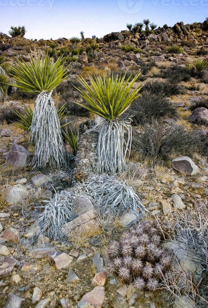 Yucca tree and Strawberry hedgehog cactus Echinocereus engelmannii - a group of spiny cacti with long spines in a desert rock landscape of Joshua Tree NP, California photo