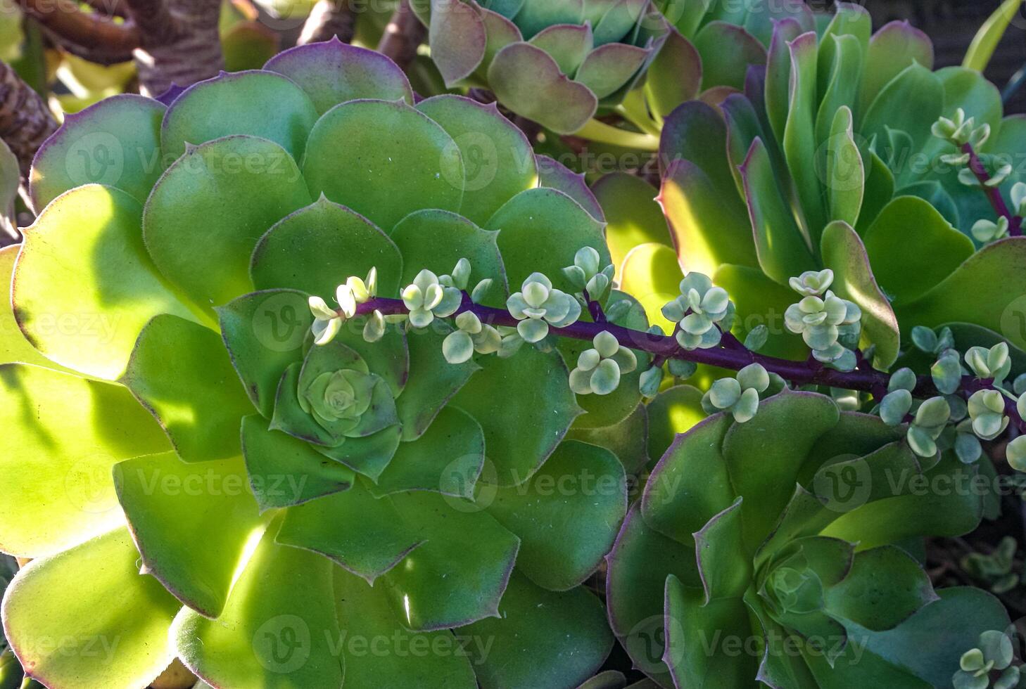 Succulents with succulent leaves in a flowerbed in Avalon on Catalina Island in the Pacific Ocean, California photo