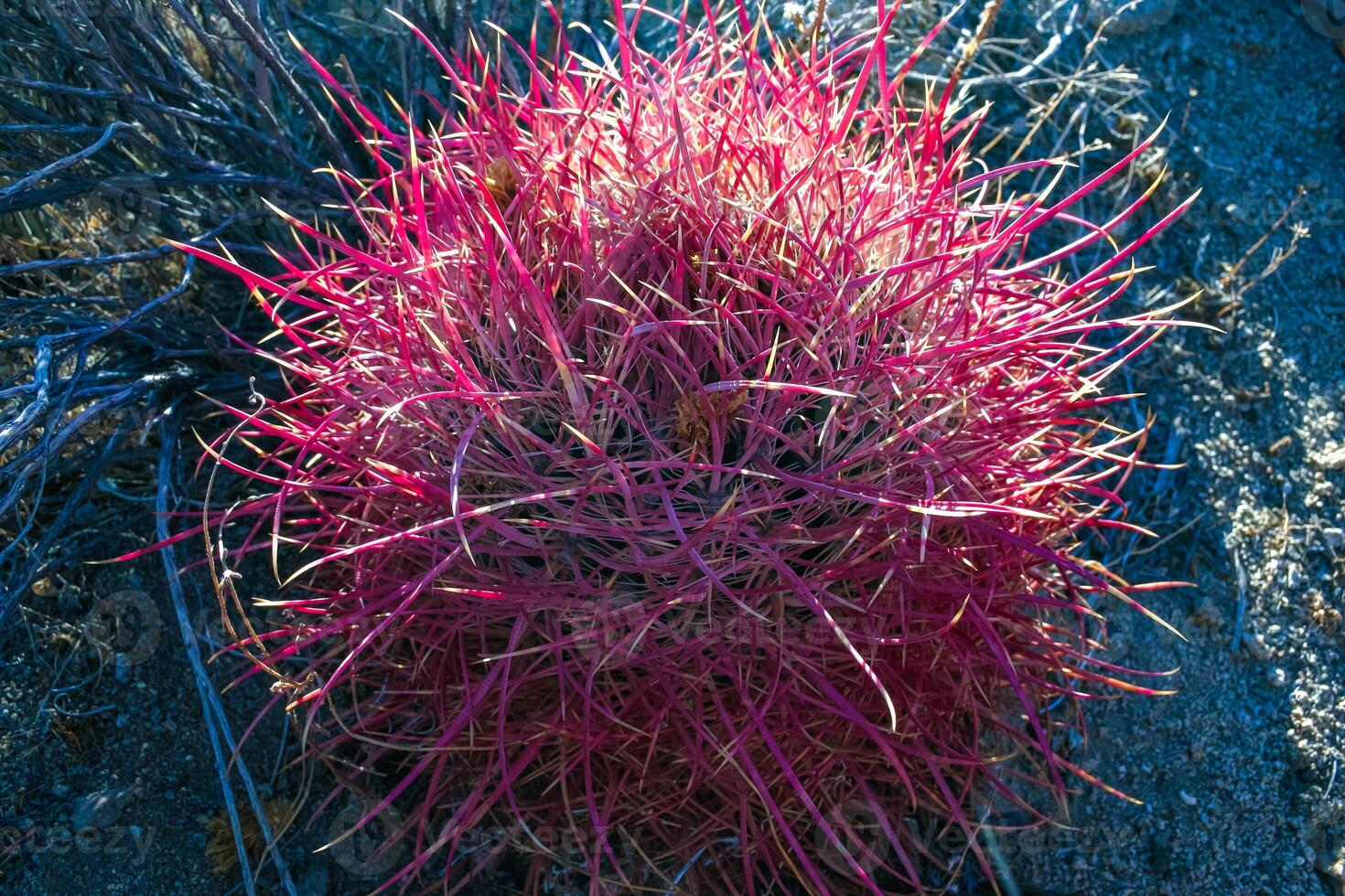 Desert barrel cactus Ferocactus cylindraceus - close-up of a red spine cactus in a desert landscape in Joshua Tree National Park, California photo