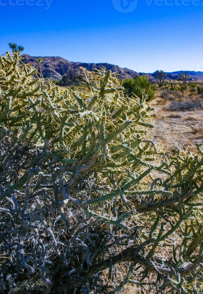 Branched pencil cholla Cylindropuntia ramosissima - segmented stem of a cactus with long spines in a rock desert near Joshua Tree NP, California photo