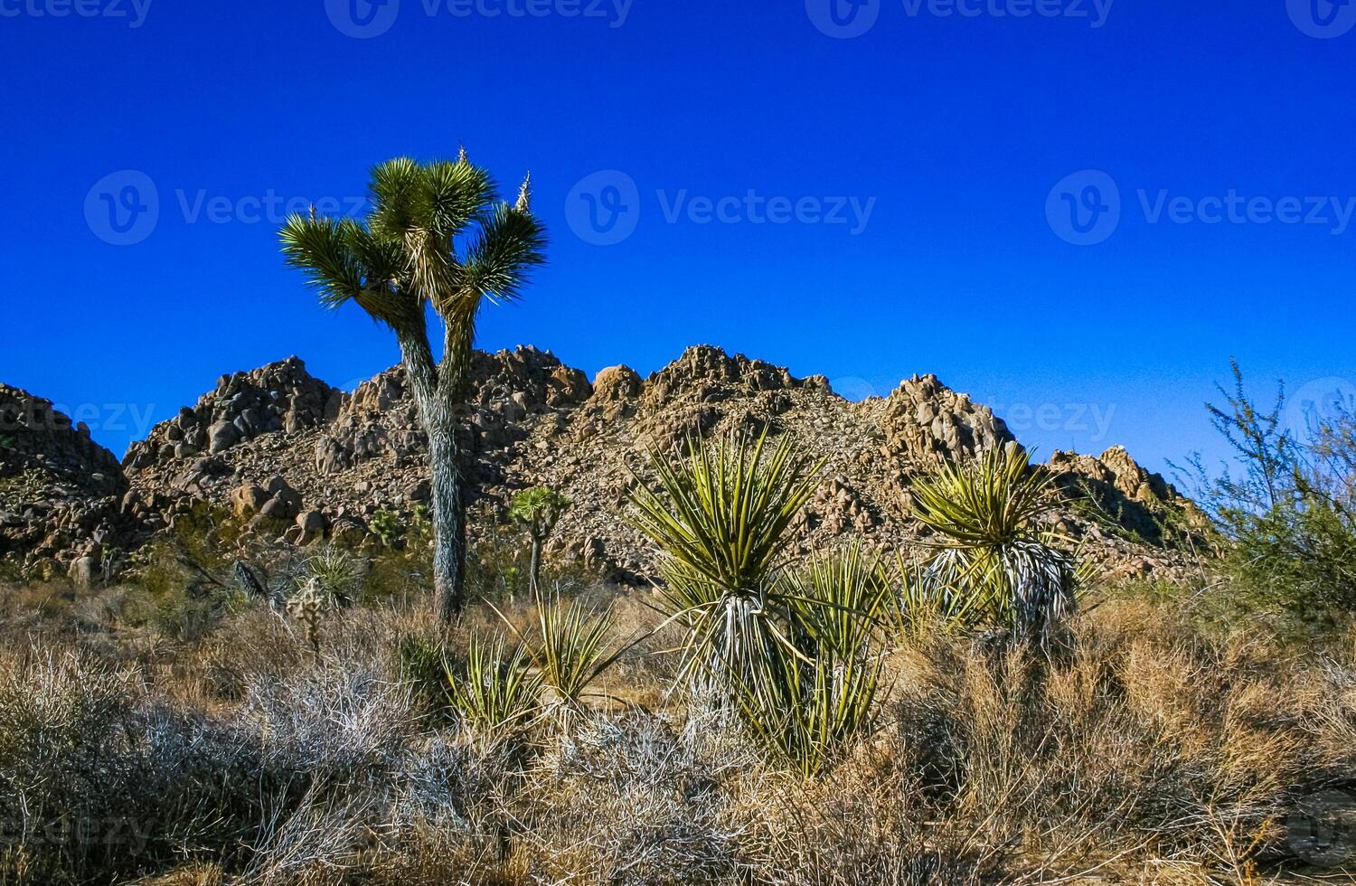Rock landscape, Yucca Brevifolia Mojave Desert Joshua Tree National Park, CA photo