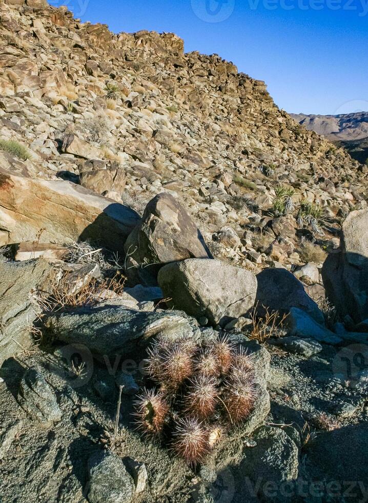 Strawberry hedgehog cactus Echinocereus engelmannii - a group of spiny cacti with long spines in a desert rock landscape of Joshua Tree NP, California photo