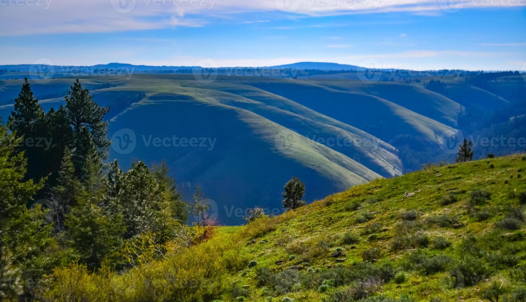 The landscape, blooming green hills overgrown with single trees and wild plants. Oregon, US photo