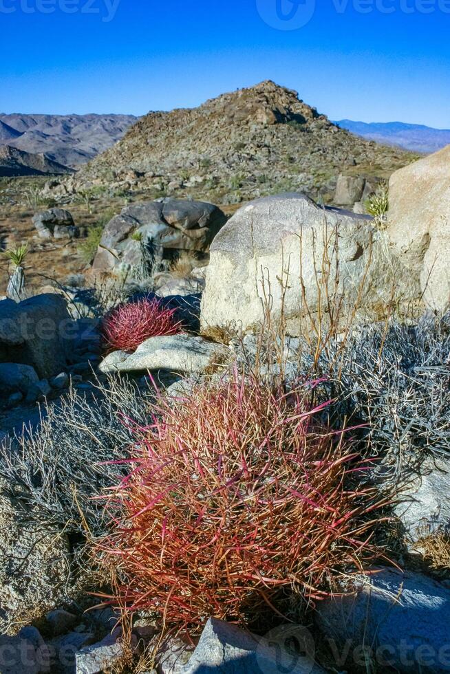 Desert barrel cactus Ferocactus cylindraceus - a cactus with red spines growing in a rock crack in the desert in Joshua Tree National Park, California photo