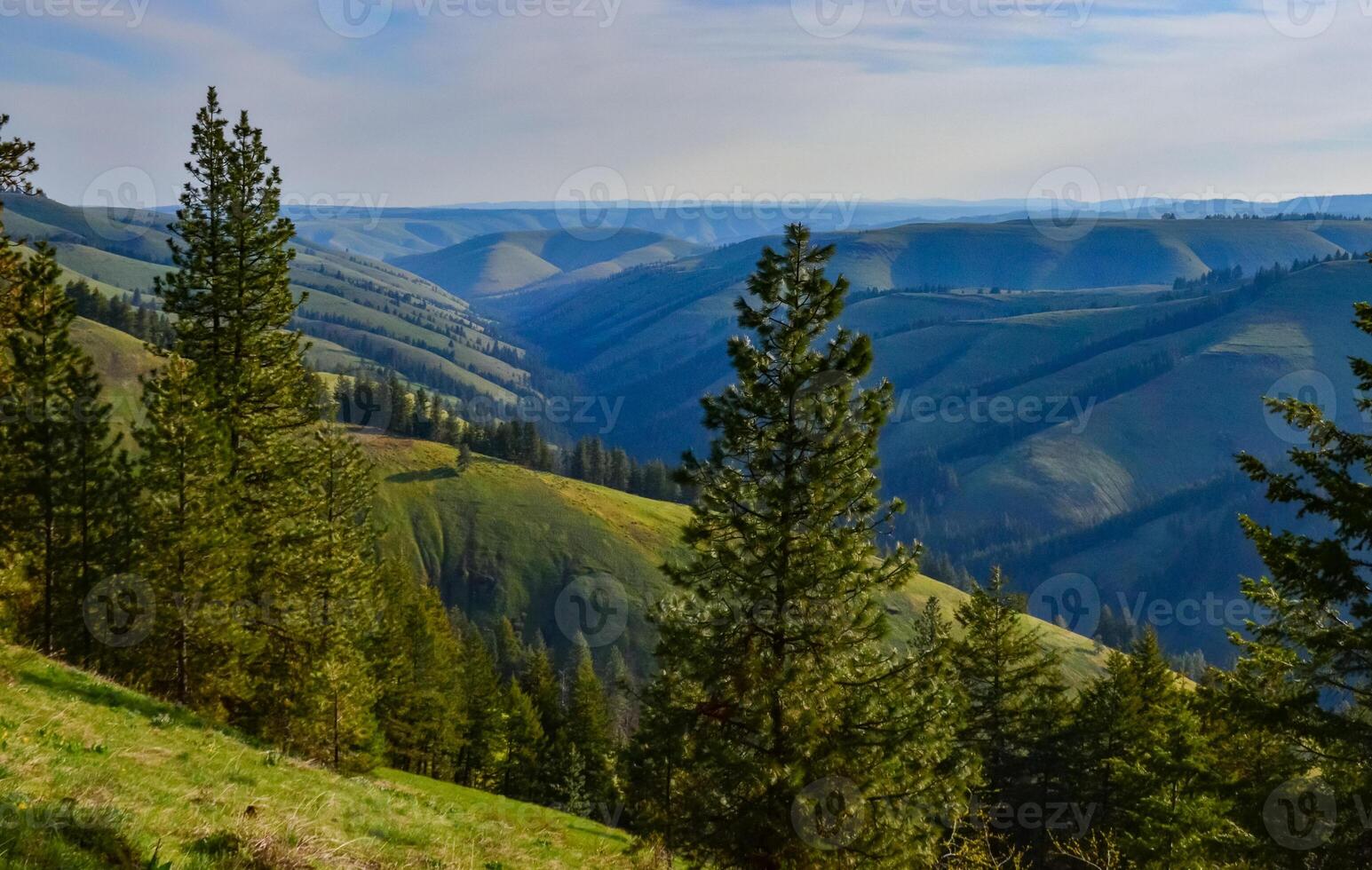 The landscape, blooming green hills overgrown with single trees and wild plants. Oregon, US photo