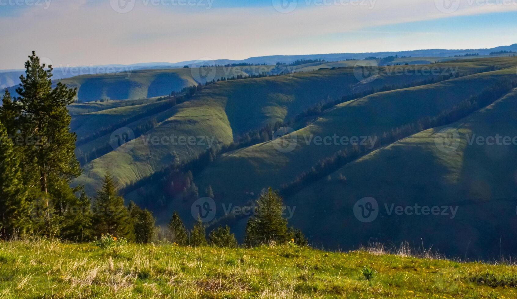 The landscape, blooming green hills overgrown with single trees and wild plants. Oregon, US photo