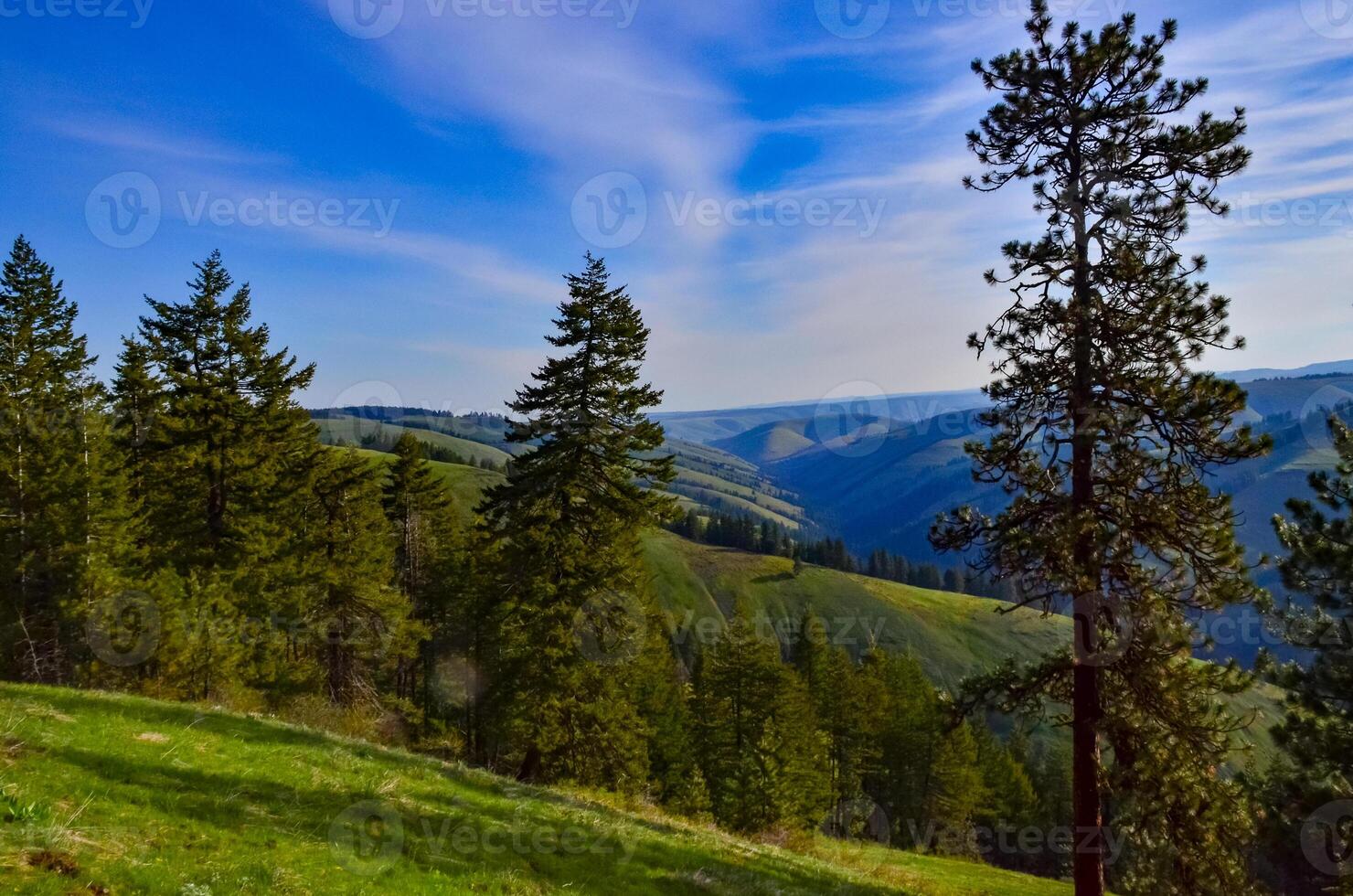 The landscape, blooming green hills overgrown with single trees and wild plants. Oregon, US photo