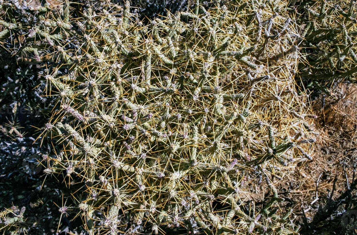 Branched pencil cholla Cylindropuntia ramosissima - segmented stem of a cactus with long spines in a rock desert near Joshua Tree NP, California photo