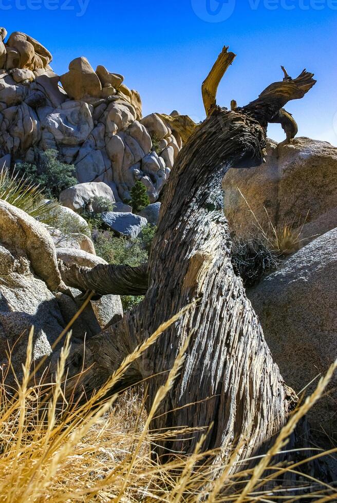 Trunk of a dry dead tree among the rocks in the rock desert in Joshua Tree National Park, California photo