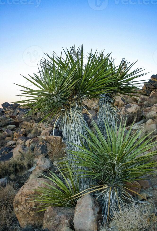 Yucca carnerosana - Yucca tree against a blue sky in a rock crack in the rock desert in Joshua Tree National Park, California photo
