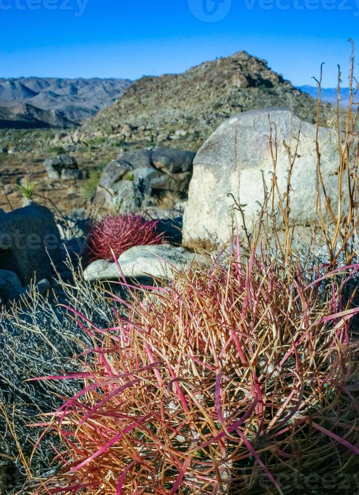 Desert barrel cactus Ferocactus cylindraceus- close-up of a red spine cactus in a desert landscape in Joshua Tree National Park, California photo