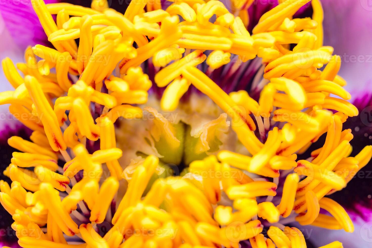 Close-up of yellow stamens and pistil of a tree peony photo